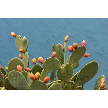 Natural Cactus Plants